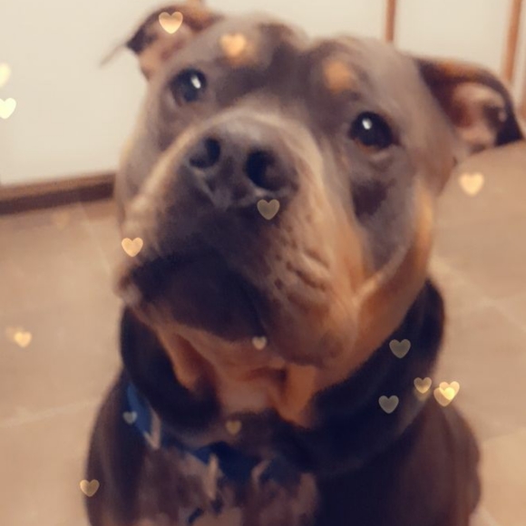 Meet your Posher, Natasha - Picture 3 of 4